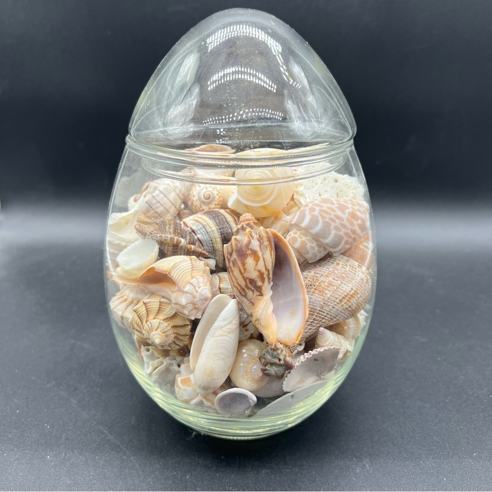 Glass Egg Jar Filled with 2 Lbs Of Assorted Seashells Coastal Decor, Beach Vibes
